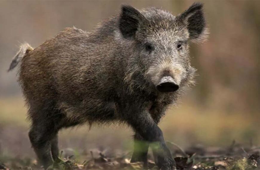 El jabalí en la Patagonia es un serio problema