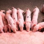 El futuro del negocio está en cada cerda