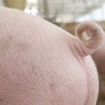 La caudofagia tiene causas y hay que abordarlas