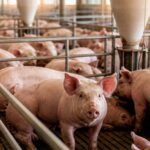Cómo medir el rendimiento en una granja porcina
