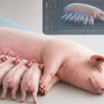 Por movimientos, la IA detecta problemas en lechones