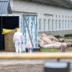 Detectan PPA en una granja húngara