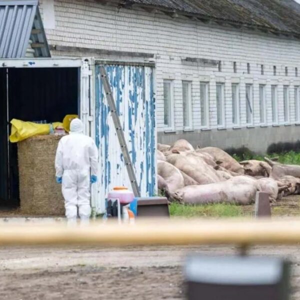 Detectan PPA en una granja húngara