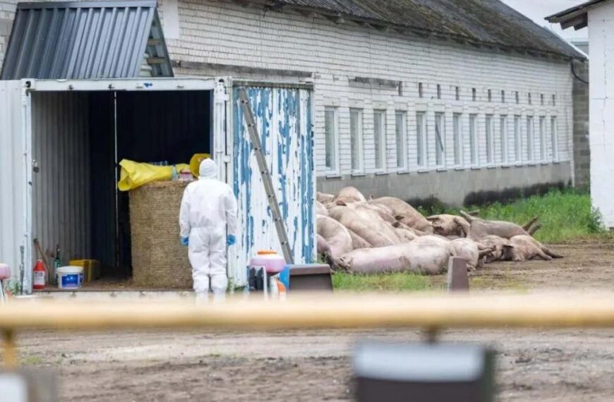 Detectan PPA en una granja húngara