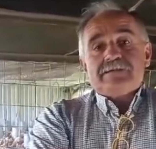 Es posible producir carne con eficiencia sin usar promotores