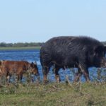 Predicen movimientos de jabalíes en el Iberá