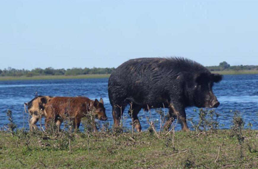 Predicen movimientos de jabalíes en el Iberá