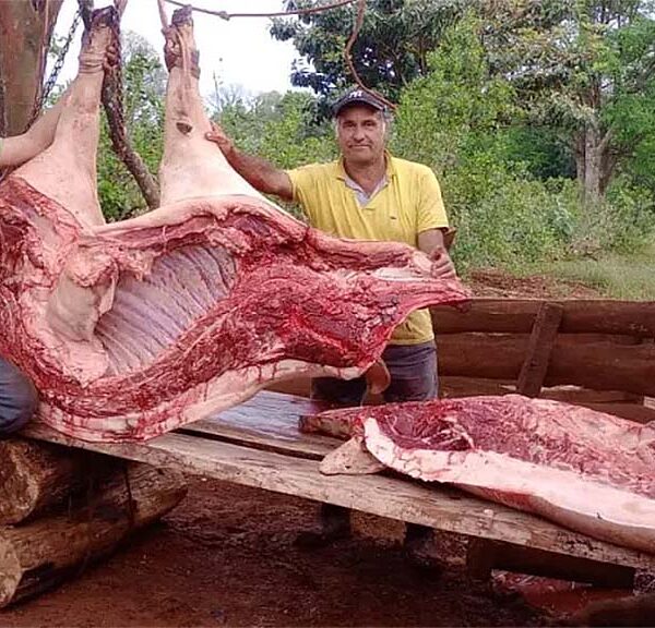 En Misiones faenaron un cerdo de… ¡320 kilos!