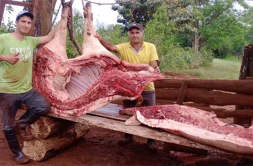 En Misiones faenaron un cerdo de… ¡320 kilos!