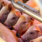 El calostro debe ser pronto y de calidad y cantidad suficiente