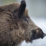 En Alemania detectan un nuevo caso de PPA en un jabalí
