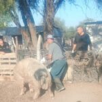 Trabajan en sanidad en pequeñas granjas de San Luis