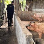 Positivo de triquinosis en granjas de Río Tercero (Cba)