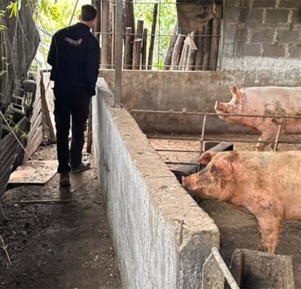 Positivo de triquinosis en granjas de Río Tercero (Cba)