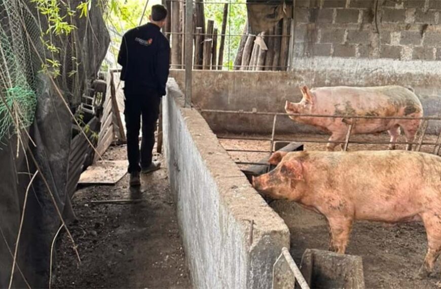 Positivo de triquinosis en granjas de Río Tercero (Cba)