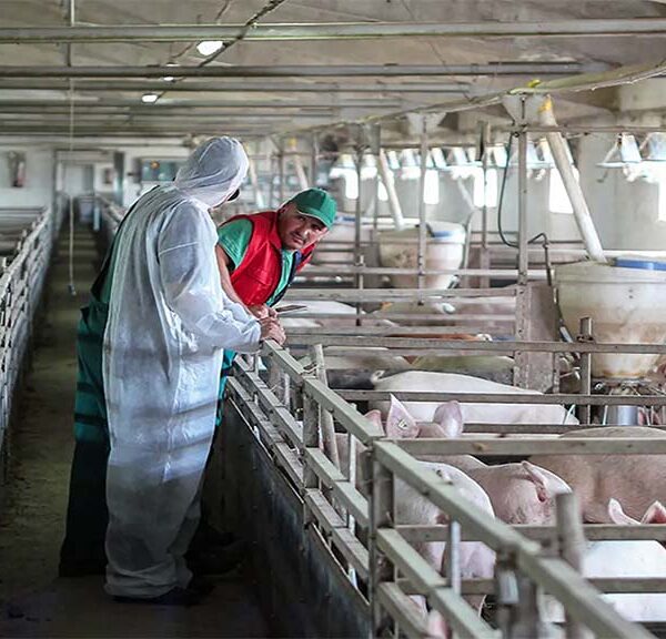 En una granja, la motivación es la base de los equipos de trabajo