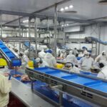 Tutto Porkys proyecta faenar 850 cerdos diarios
