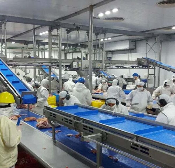 Tutto Porkys proyecta faenar 850 cerdos diarios